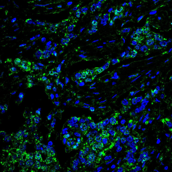 MAPK1 Antibody