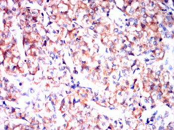 MAPK1 Antibody