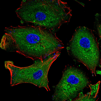 CMA1 Antibody
