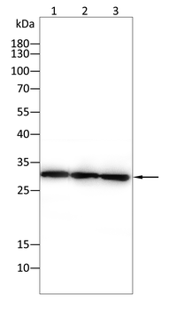 CMA1 Antibody