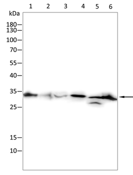 CNN1 Antibody