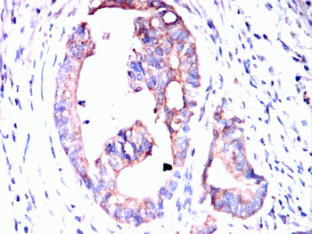 RPS3 Antibody