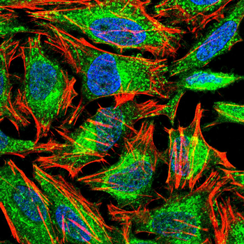 HAPLN1 Antibody