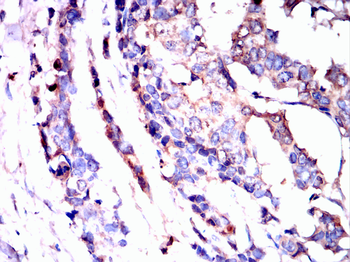 HAPLN1 Antibody