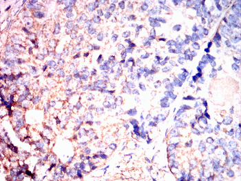 YBX1 Antibody