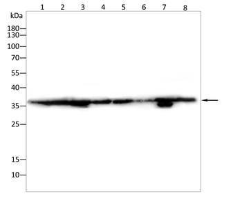 YBX1 Antibody