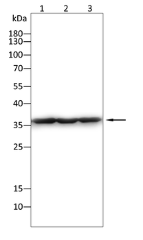 YBX1 Antibody