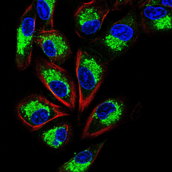 CD44 Antibody