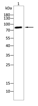 CD44 Antibody