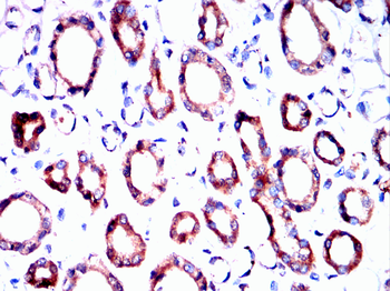 FTL Antibody