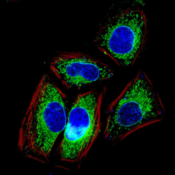 AXIN2 Antibody