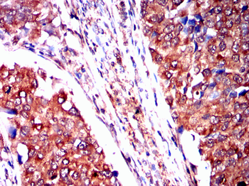AXIN2 Antibody