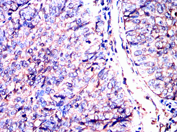 AXIN2 Antibody