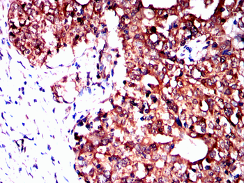 AXIN2 Antibody