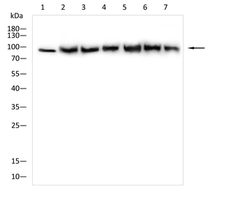 AXIN2 Antibody