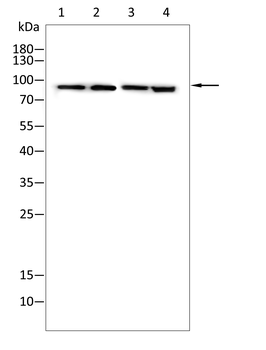 AXIN2 Antibody