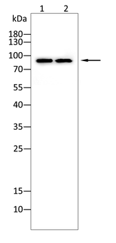 PRKCE Antibody