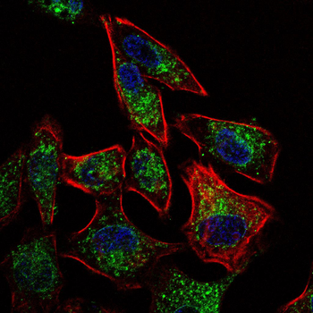 AGR2 Antibody