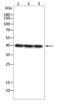 AGR2 Antibody