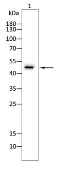 KRT15 Antibody