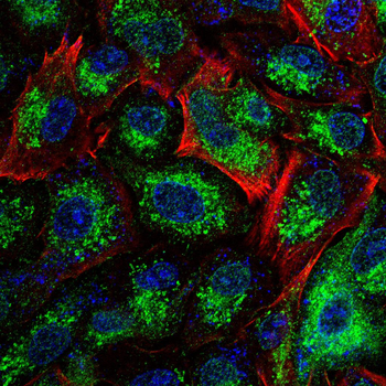 MT-CO2 Antibody