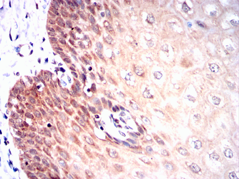 MT-CO2 Antibody