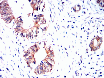 MT-CO2 Antibody