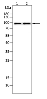 CALD1 Antibody