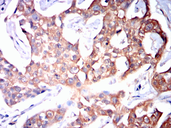 YWHAQ Antibody