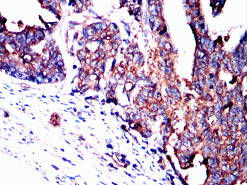 YWHAQ Antibody