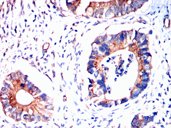 YWHAQ Antibody