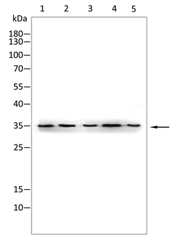 YWHAQ Antibody