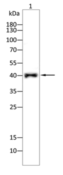 PDX1 Antibody