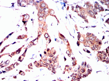 PARK7 Antibody