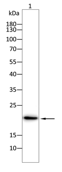 PARK7 Antibody