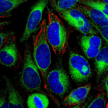 FKBP5 Antibody