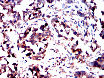 GCG Antibody