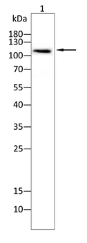 UBA1 Antibody
