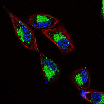 APOE Antibody