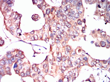 APOE Antibody