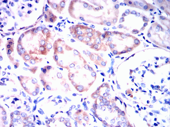 APOE Antibody