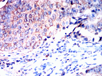 APOE Antibody