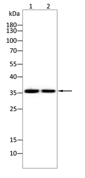 APOE Antibody