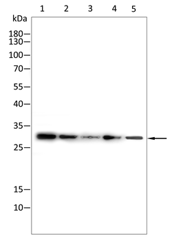 ATF5 Antibody