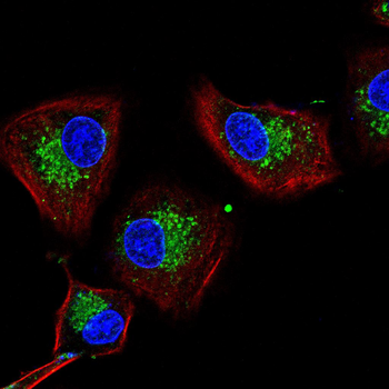 PLIN2 Antibody