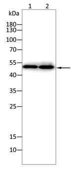 PLIN2 Antibody
