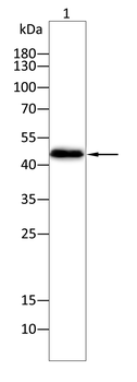 PLIN2 Antibody