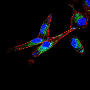 STAT5A Antibody