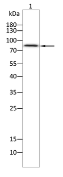STAT5A Antibody
