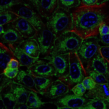 GPX1 Antibody